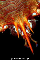 Portrait of the squat lobster Munida rugosa, photographed... by Christian Skauge 